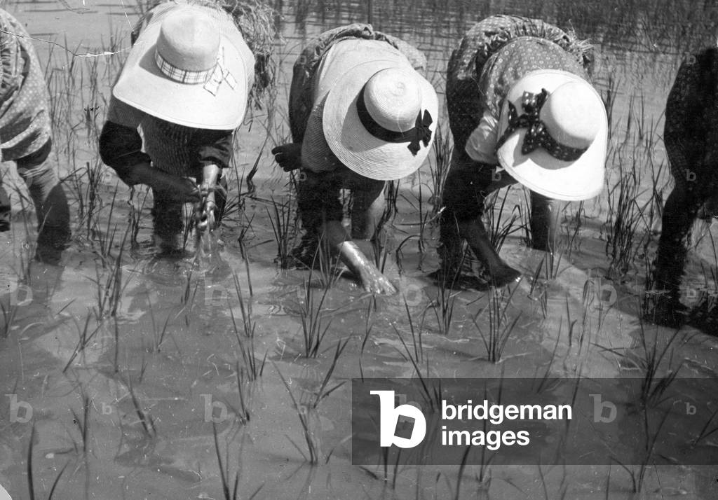 Agriculture, Rice, crops, Vercelli