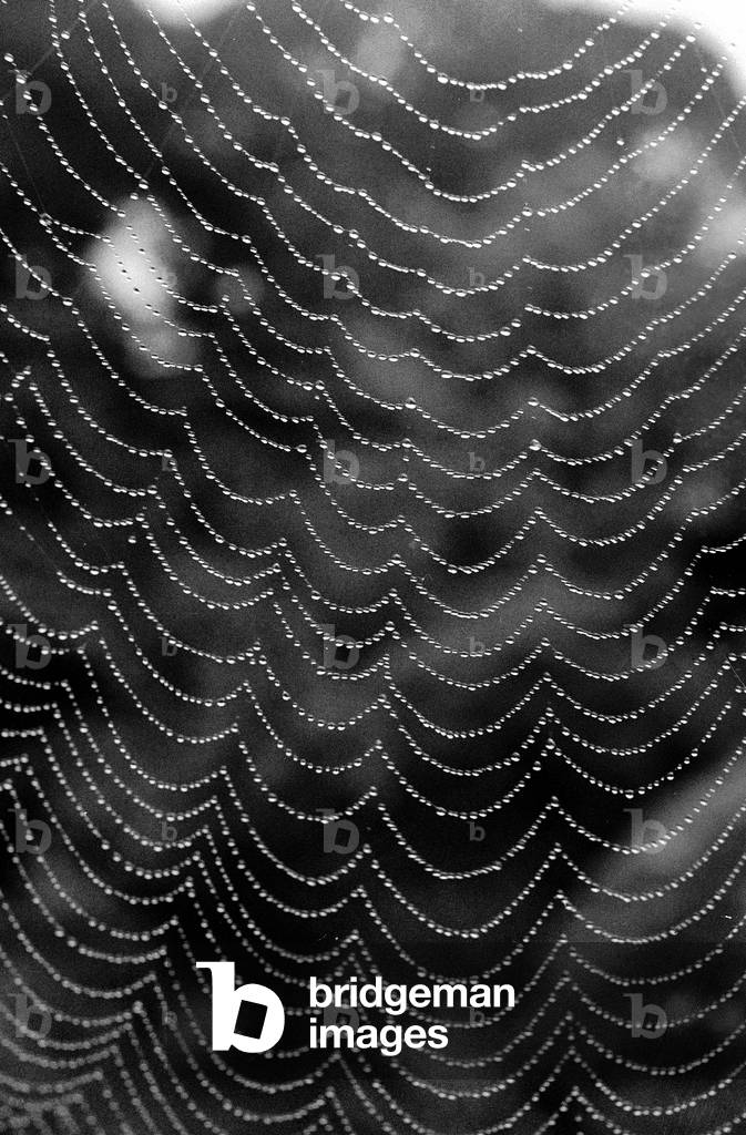Dew drops on the threads of a spiderweb, Kyoto, Japan (b/w photo)