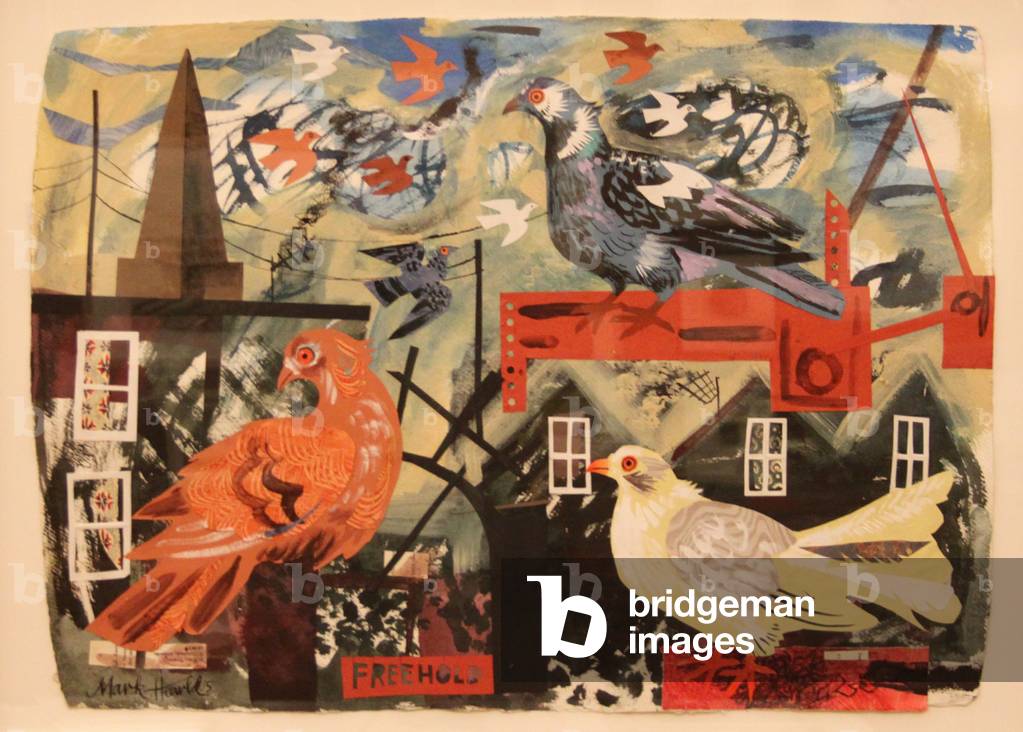 Freehold Pigeon (w/c on paper)
