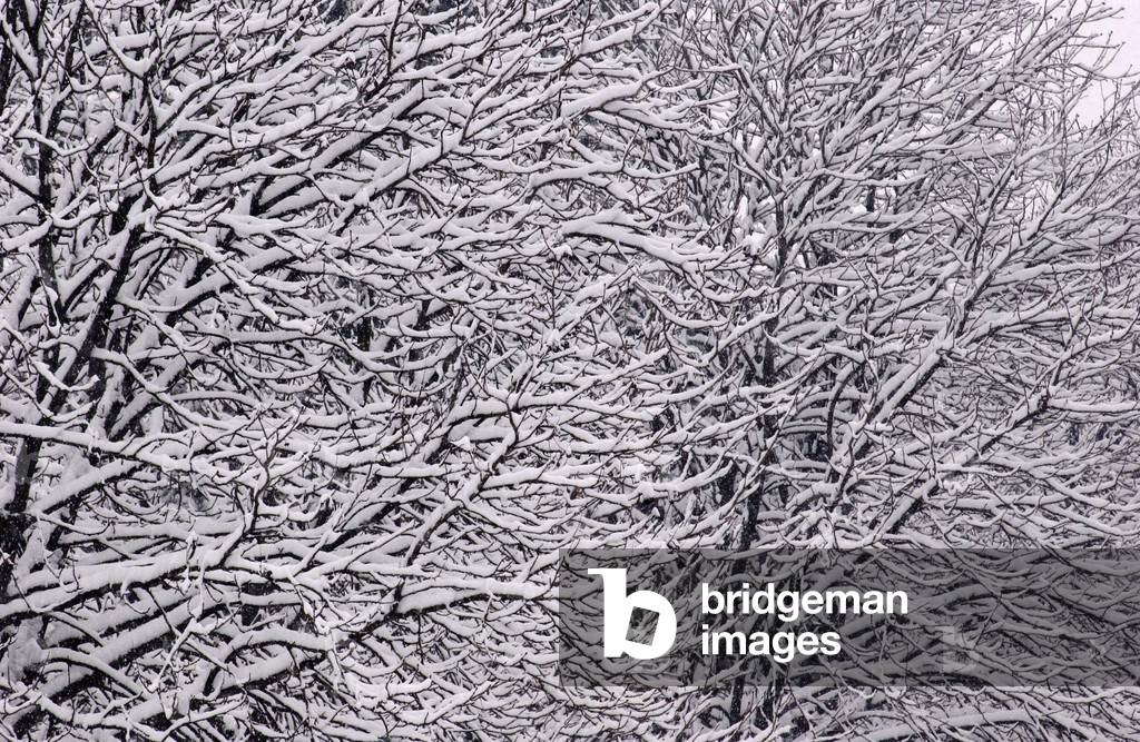 Bild von Fotografie "Cavenago Brianza (près de Milan en Italie) sous la neige"