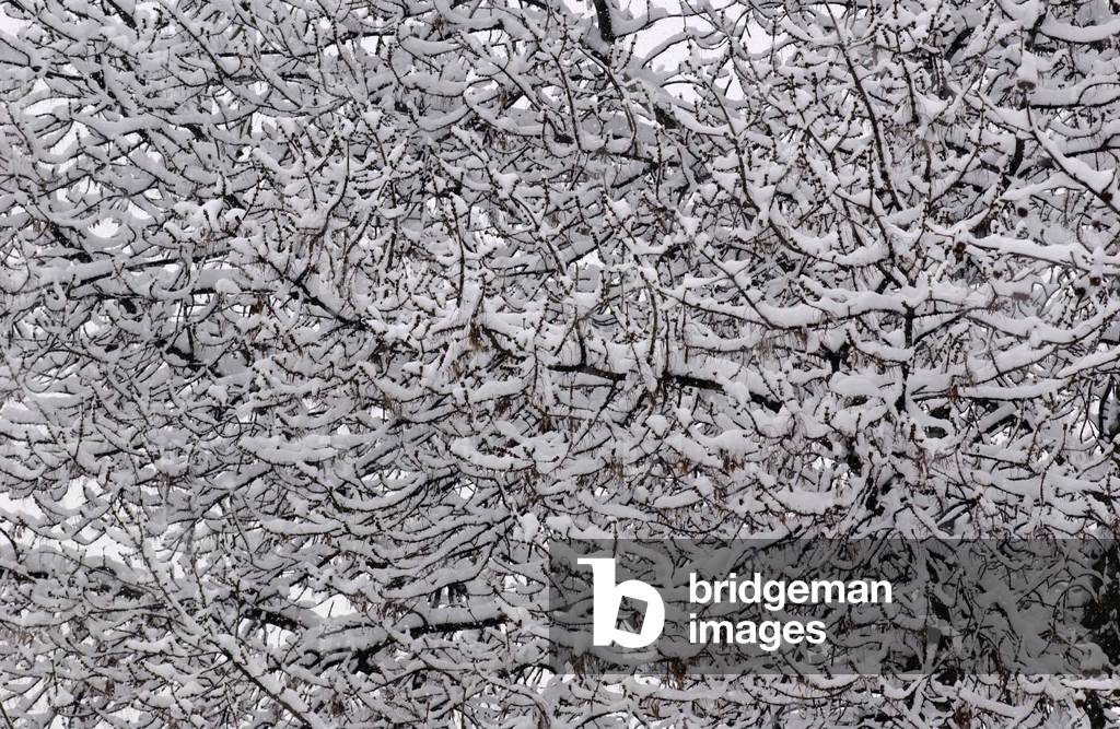 Image de Photographie représentant Cavenago Brianza (près de Milan en Italie) sous la neige