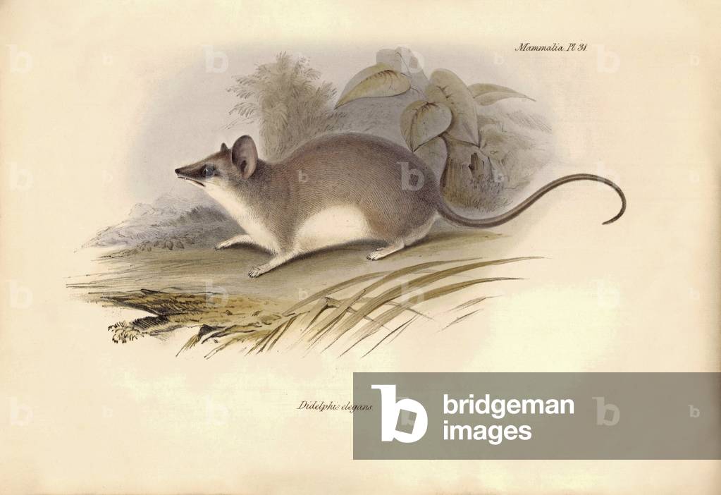 Zoology: The “Didelphis elegans” of the Opossums family described by Charles Darwin during his exploration journey aboard the Beagle. Plate from “The Zoology of the voyage of H.M.S. Beagle under the command of Captain Fitzroy during the years 1832 to 1836 edited and supervised by Charles Darwin - Part I.” 1838