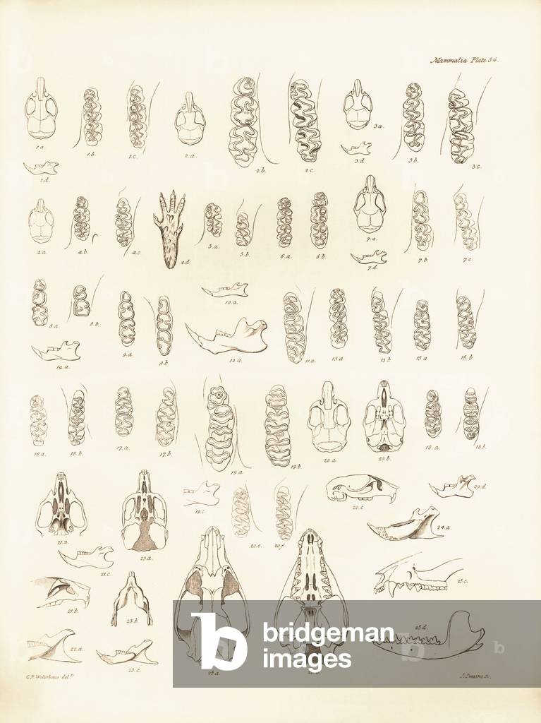 Cranes and teeth of various kinds of rodents described by Charles Darwin during his exploration trip aboard the Beagle. Plate from “The Zoology of the voyage of H.M.S. Beagle under the command of Captain Fitzroy during the years 1832 to 1836 edited and supervised by Charles Darwin - Part I.” 1838