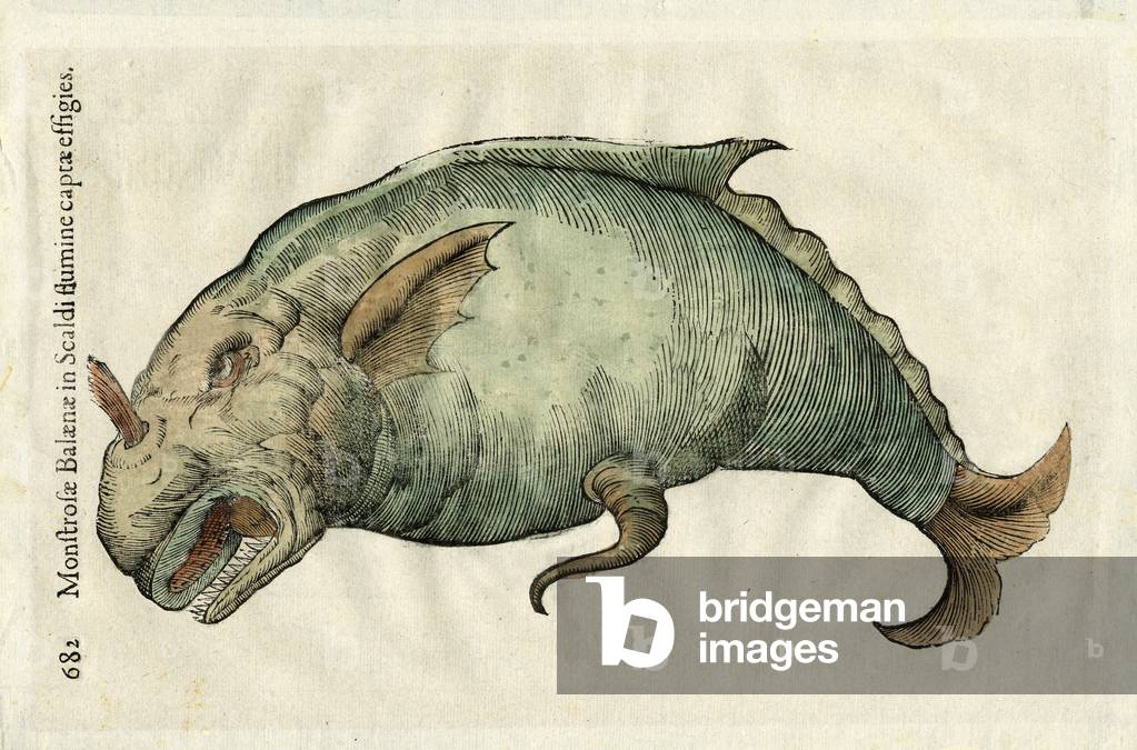 Monstreuse whale (monstrosae balaenae) in “” De piscibus”” book V et de cetis lib. vnus/Ioannes Cornelius Vteruerius... collegit; Marc. Antonius Bernia in lucem restituit” by Ulysses Aldrovandi (1522 - 1605), 1638 (1644) Bologna.