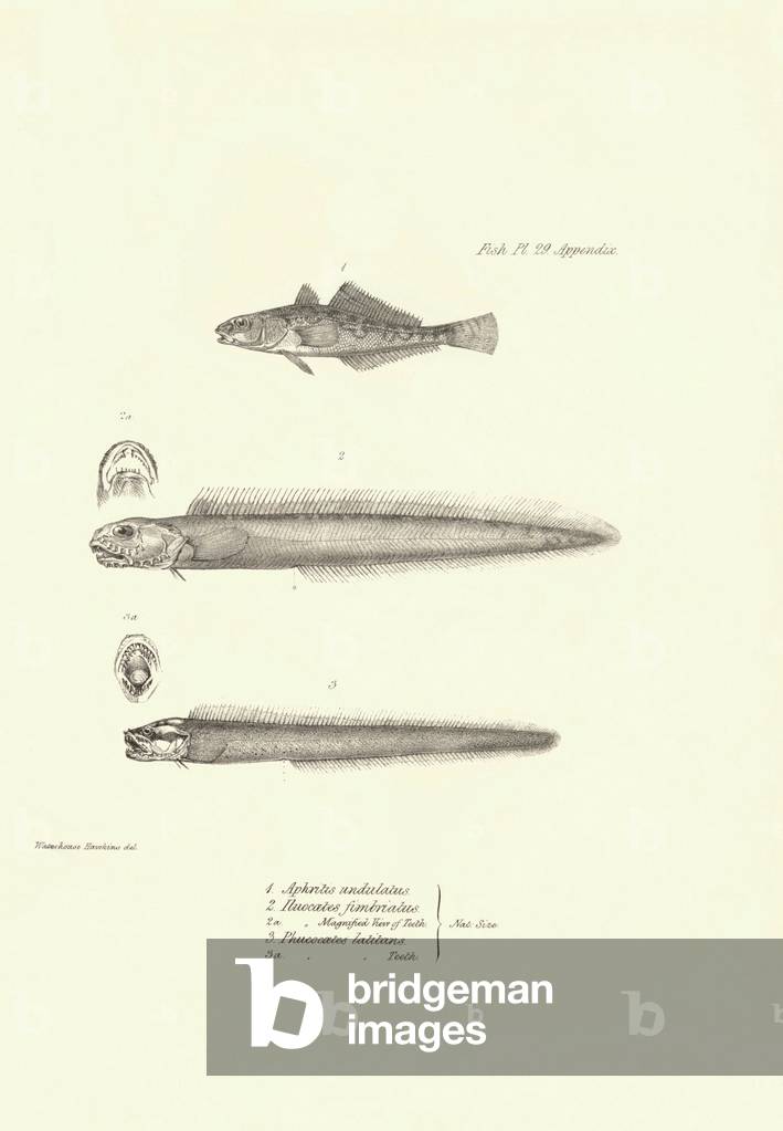 Zoology: representation of fish “Aphritis undulatus, Iluocoetes fimbriatus and Phucocoetes latitans, 1840 (engraving)