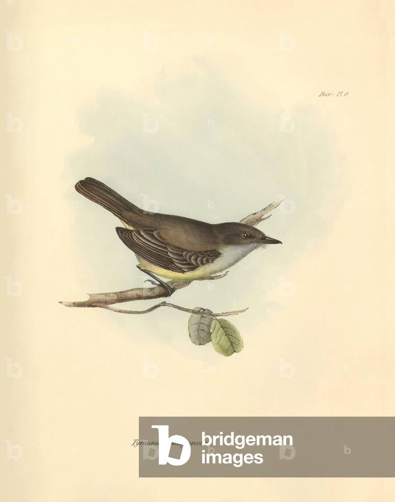 Ornithology: The “Tyrannula magnirostris” of the bird family described by Charles Darwin during his exploration journey aboard the Beagle. Plate from “The Zoology of the voyage of H.M.S. Beagle under the command of Captain Fitzroy during the years 1832 to 1836 edited and supervised by Charles Darwin - Part I.” 1838
