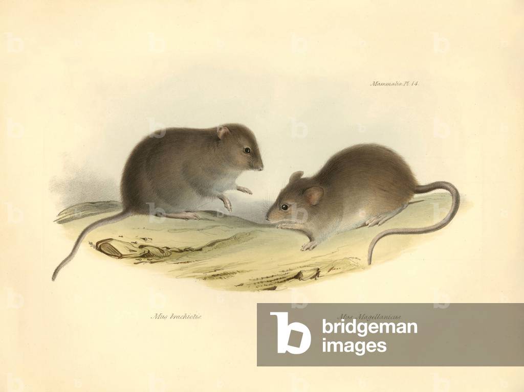 Zoology: the “Mus brachiotis” and Mus “Magellanicus” (rats) described by Charles Darwin during his exploration journey aboard the Beagle. Plate from “The Zoology of the voyage of H.M.S. Beagle under the command of Captain Fitzroy during the years 1832 to 1836 edited and supervised by Charles Darwin - Part I.” 1838