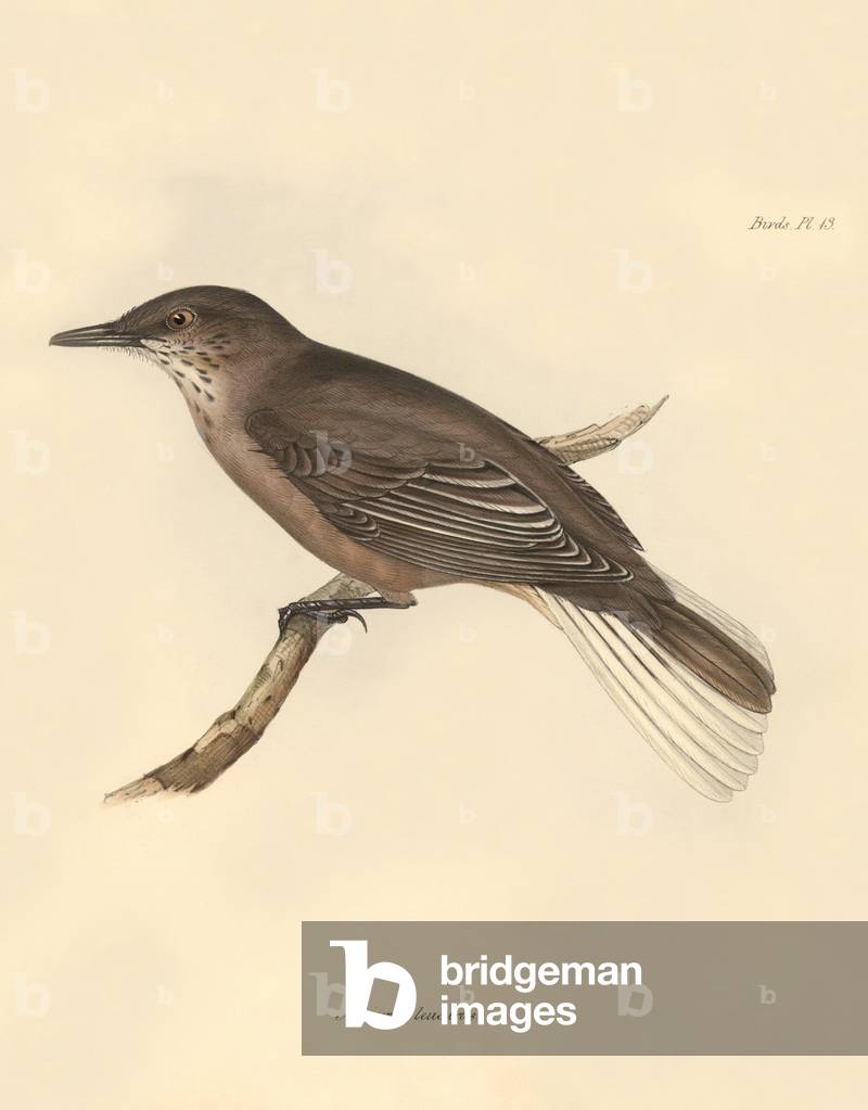 Ornithology: The “Agriornis leucurus” described by Charles Darwin during his exploration journey aboard the Beagle. Plate from “The Zoology of the voyage of H.M.S. Beagle under the command of Captain Fitzroy during the years 1832 to 1836 edited and supervised by Charles Darwin - Part I.” 1838
