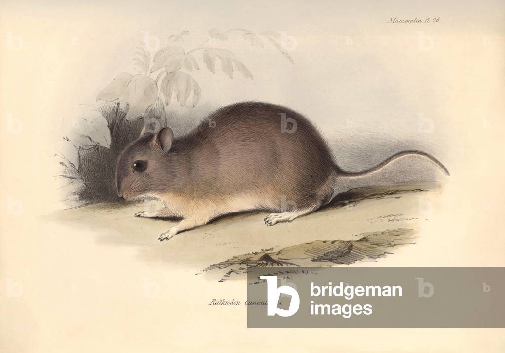 Zoology: The “Reithrodon Cuniculoides” or rodent described by Charles Darwin during his exploration journey aboard the Beagle. Plate from “The Zoology of the voyage of H.M.S. Beagle under the command of Captain Fitzroy during the years 1832 to 1836 edited and supervised by Charles Darwin - Part I.” 1838