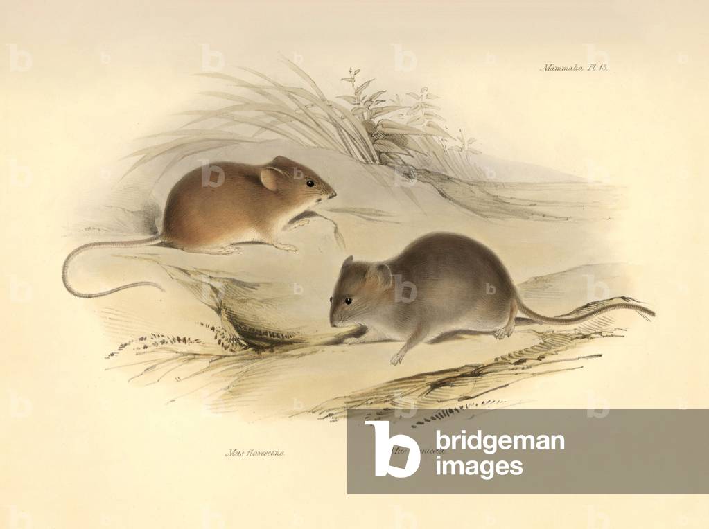 Zoology: the “Mus flavescens” and “Mus arenicola” (rats) described by Charles Darwin during his exploration journey aboard the Beagle. Plate from “The Zoology of the voyage of H.M.S. Beagle under the command of Captain Fitzroy during the years 1832 to 1836 edited and supervised by Charles Darwin - Part I.” 1838