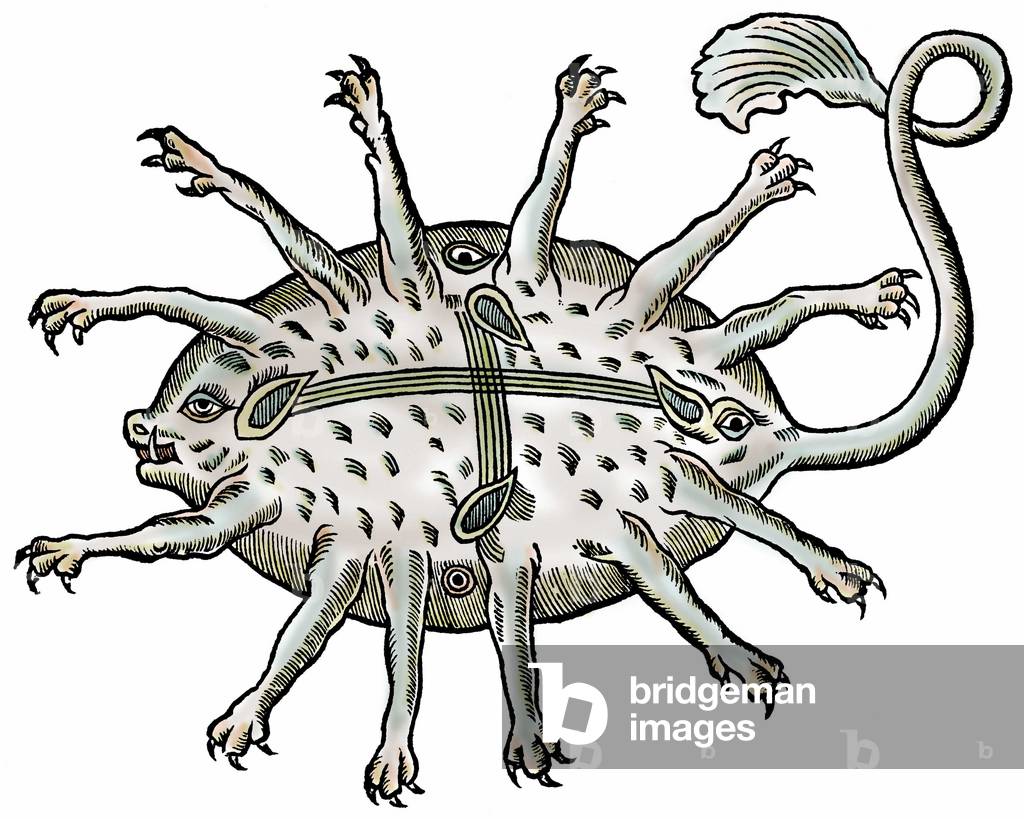 Marine creature seen between Nice and Antibes in 1562 by Konrad Gesner (1516-1565) “” Conradi Gesneri... Historiae animalium liber IIIII which is of piscium & aquatilium animantium natura... “” apud Christoph. Froschouerum, 1553, Zurich.