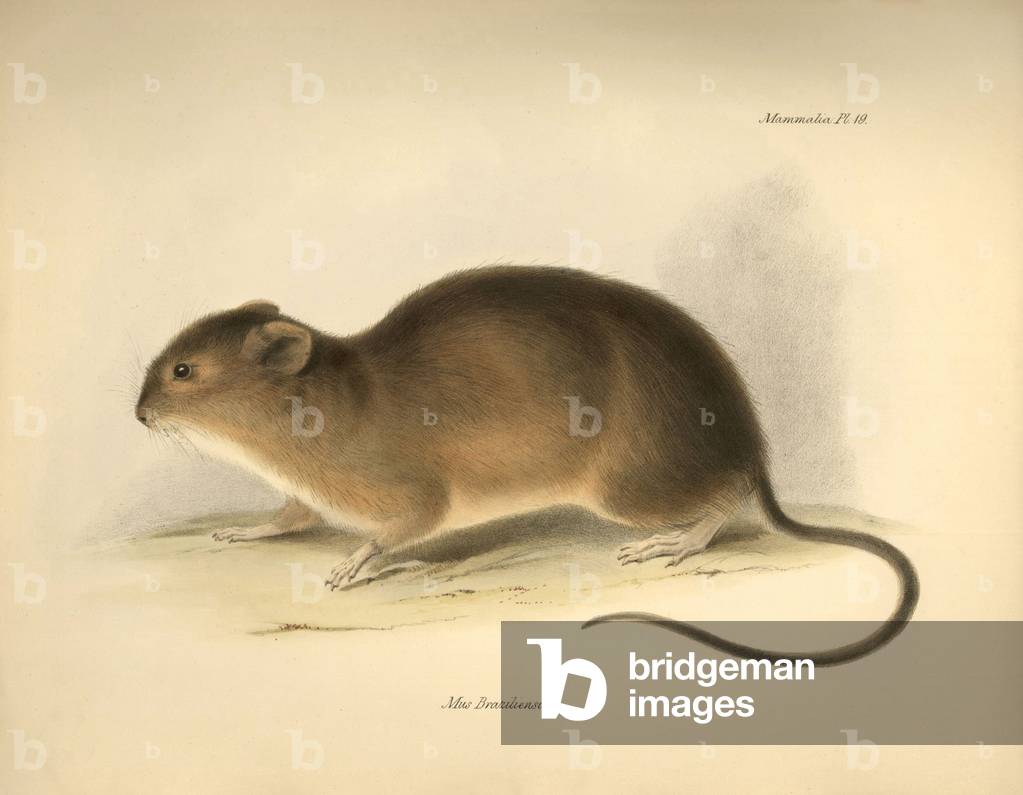 Zoology: The “Mus braziliensis” or mouse from Brazil described by Charles Darwin during his exploration journey aboard the Beagle. Plate from “The Zoology of the voyage of H.M.S. Beagle under the command of Captain Fitzroy during the years 1832 to 1836 edited and supervised by Charles Darwin - Part I.” 1838