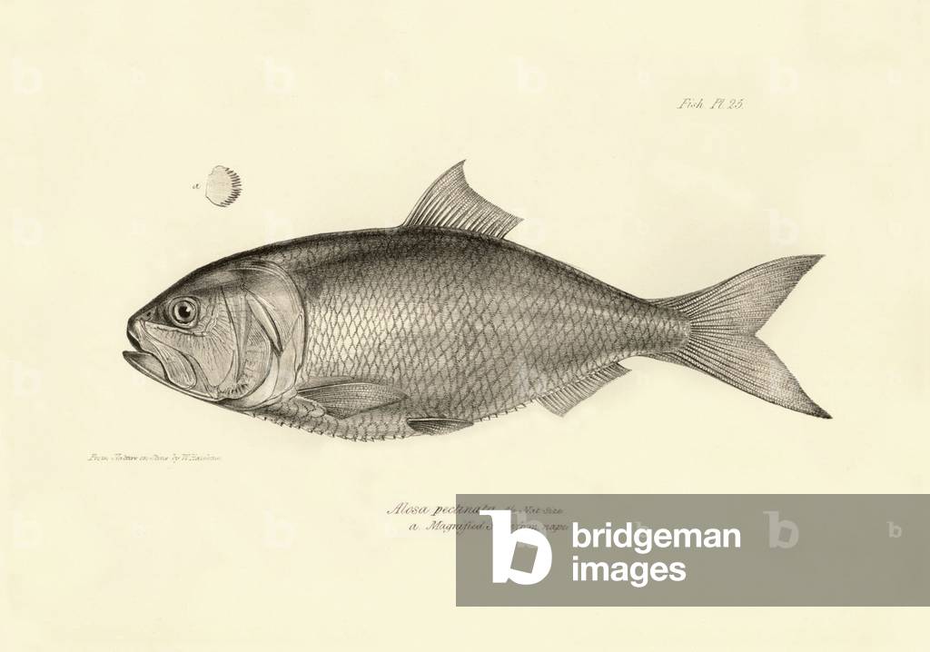 Zoology: representation of the fish “Alosa pectinata”” described by Charles Darwin during his voyage aboard the Beagle. Plate from “The zoology of the voyage of H.M.S. Beagle under the command of Captaain Fitzroy during the years 1832-1836”, 1840.