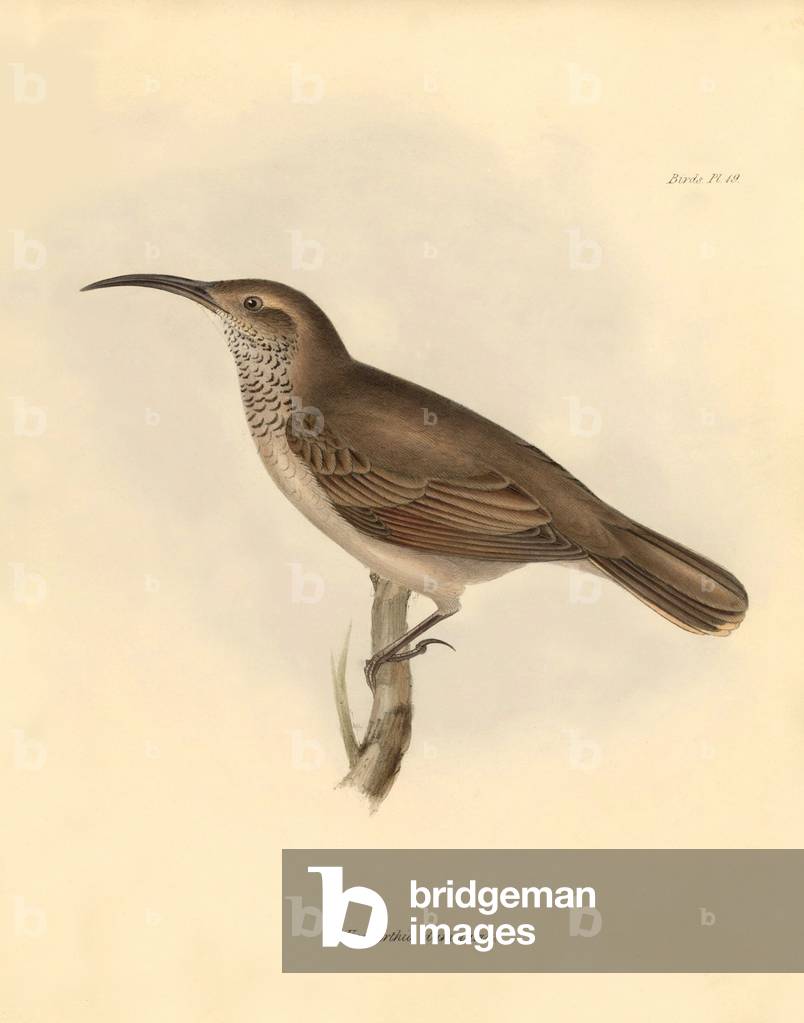 Ornithology: The “Upercerthia dumetaria” described by Charles Darwin during his exploration journey aboard the Beagle. Plate from “The Zoology of the voyage of H.M.S. Beagle under the command of Captain Fitzroy during the years 1832 to 1836 edited and supervised by Charles Darwin - Part III” 1838
