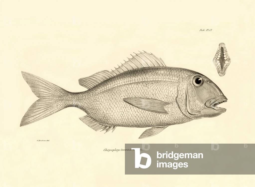 Zoology: representation of the fish “” Chrysophrys taurina””” described by Charles Darwin on his voyage aboard the Beagle. Plate from “The zoology of the voyage of H.M.S. Beagle under the command of Captaain Fitzroy during the years 1832-1836”, 1840.