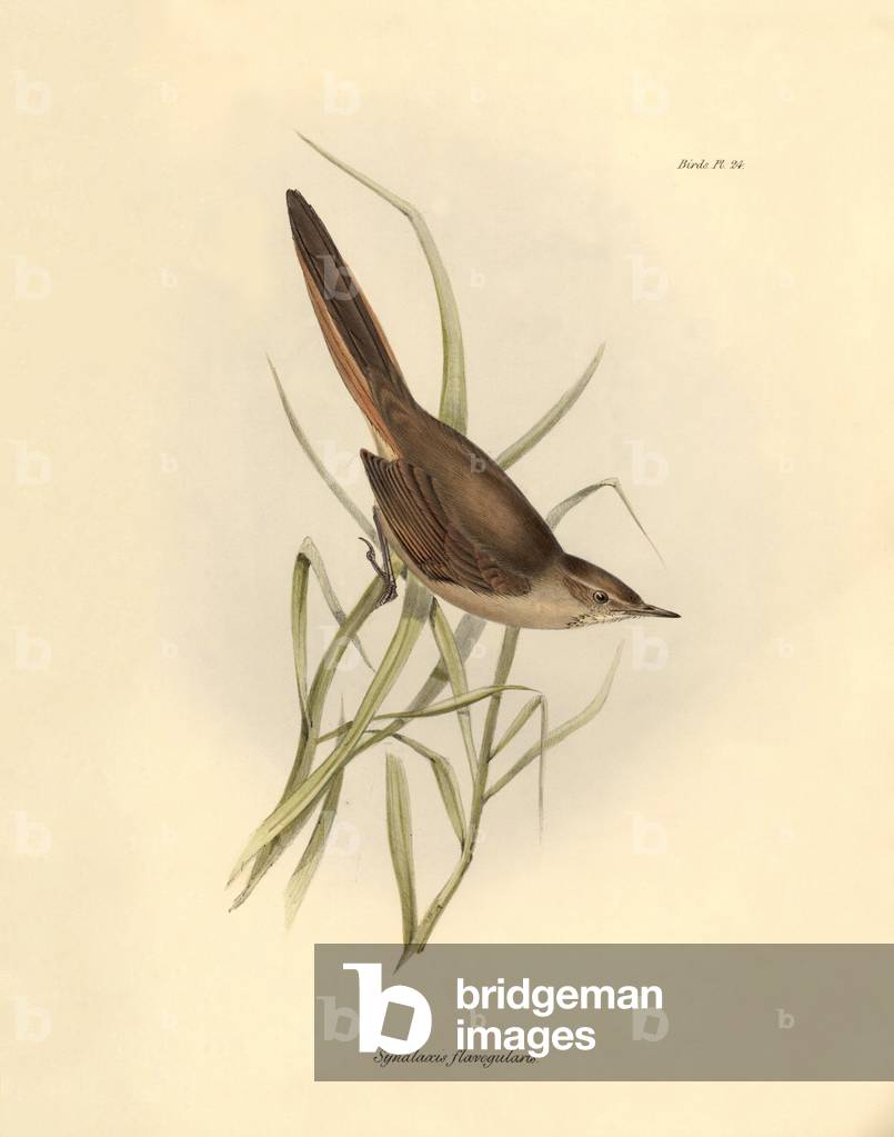 Ornithology: “Synallaxis rufogularis”” described by Charles Darwin during his expedition aboard the Beagle. Plate from “The zoology of the voyage of H.M.S. Beagle. Flight. III, Birds described by John Gould, with notice of their habits by Charles Darwin, 1838-1843. Edited and superintended by Charles Darwin. London: Henry Colburn 1839