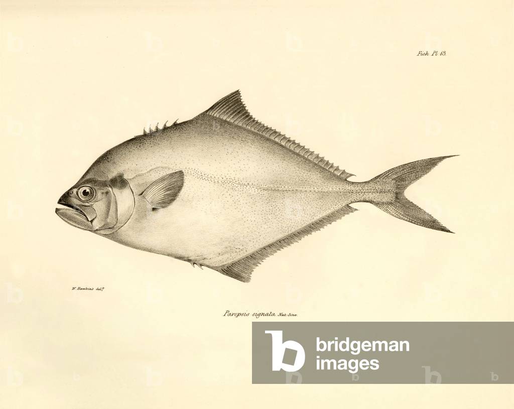 Zoology: representation of the fish “” Paropsis signata”” described by Charles Darwin during his voyage aboard the Beagle. Plate from “The zoology of the voyage of H.M.S. Beagle under the command of Captaain Fitzroy during the years 1832-1836”, 1840.