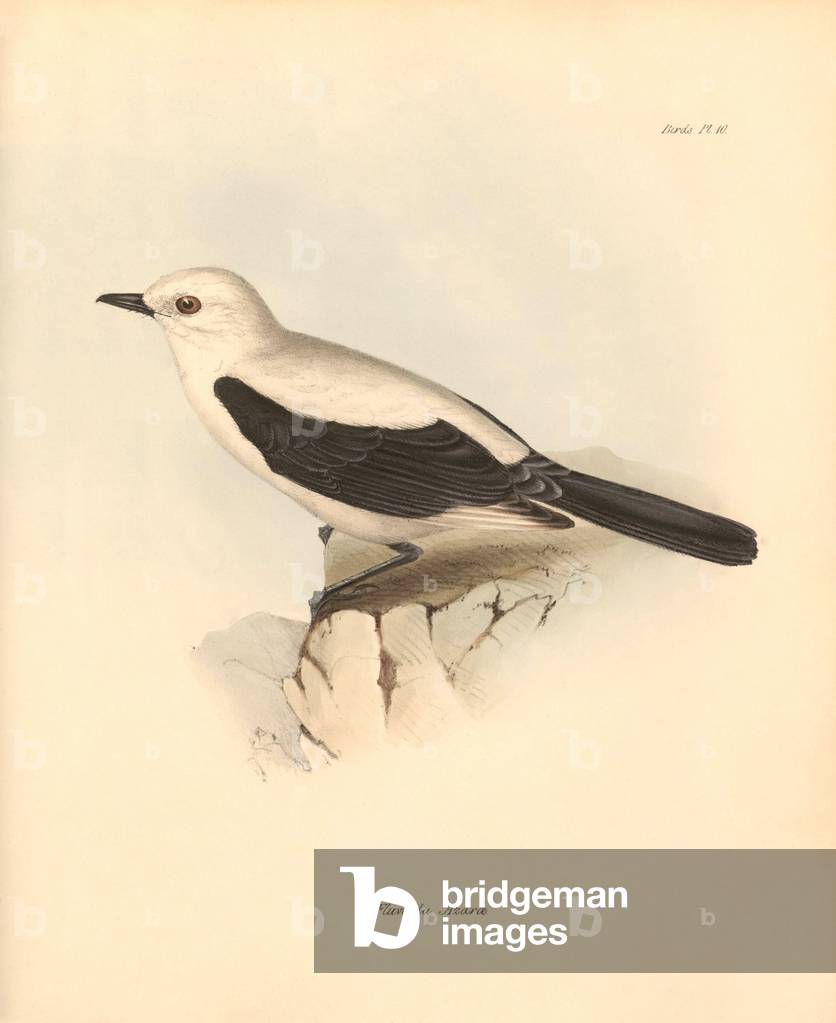Ornithology: The “fluvicola azarea” or flycatcher described by Charles Darwin during his exploration journey aboard the Beagle. Plate from “The Zoology of the voyage of H.M.S. Beagle under the command of Captain Fitzroy during the years 1832 to 1836 edited and supervised by Charles Darwin - Part I.” 1838
