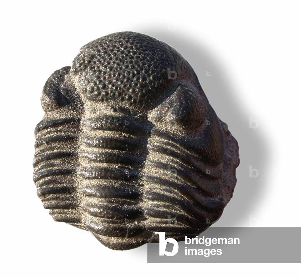 Fossil trilobite (Calymene blumenbachii), found in the rocks of the Silurian. Its convex appearance is due to the fact that it has fossilized itself.