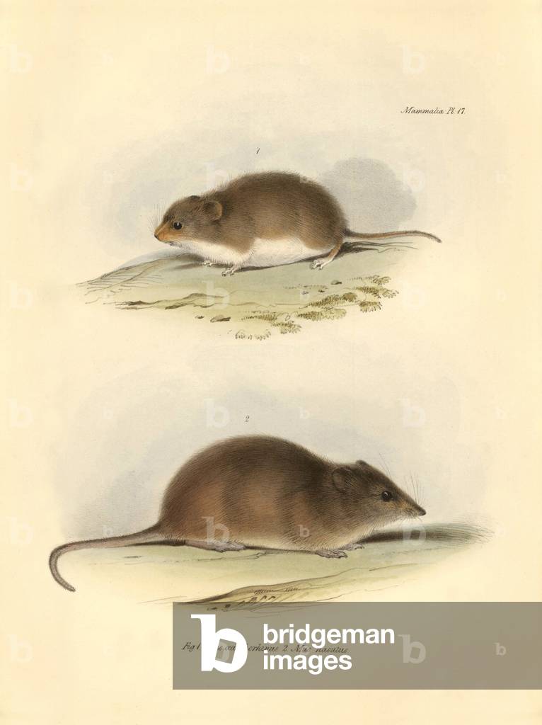 Zoology: the “Mus xanthorhinus” or field rat and “Mus nasutus” described by Charles Darwin during his exploration journey aboard the Beagle. Plate from “The Zoology of the voyage of H.M.S. Beagle under the command of Captain Fitzroy during the years 1832 to 1836 edited and supervised by Charles Darwin - Part I.” 1838