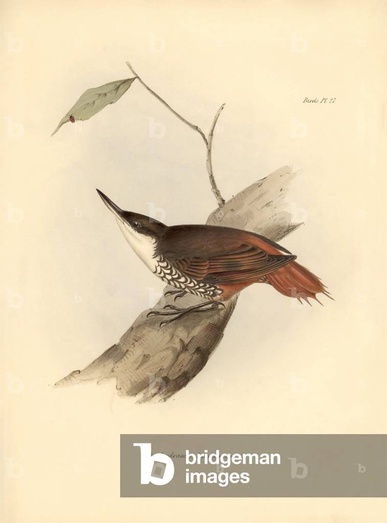 ornithology: “” Dendrodamus leucosternus””” bird of South America observes and describes by Charles Darwin (1809-1882). Plate from “The zoology of the voyage of H.M.S. Beagle. Flight. III, Birds described by John Gould, with notice of their habits by Charles Darwin, 1838-1843.
