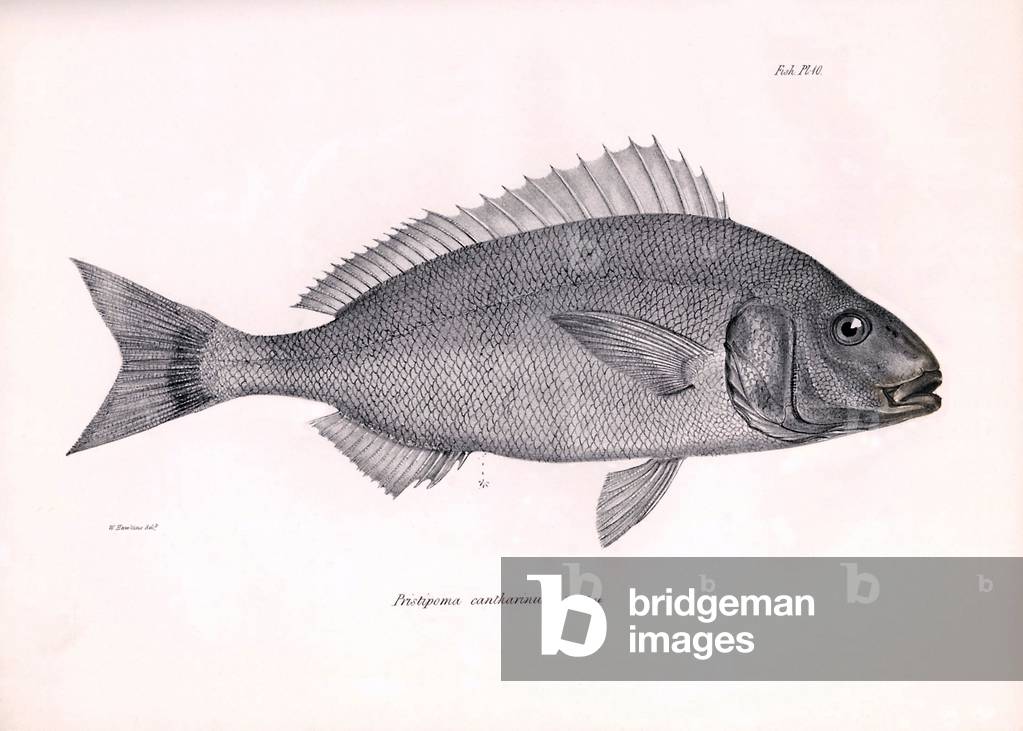 Zoology: representation of the fish “Pristipoma cantharinum”” described by Charles Darwin during his voyage aboard the Beagle. Plate from “The zoology of the voyage of H.M.S. Beagle under the command of Captaain Fitzroy during the years 1832-1836”, 1840.
