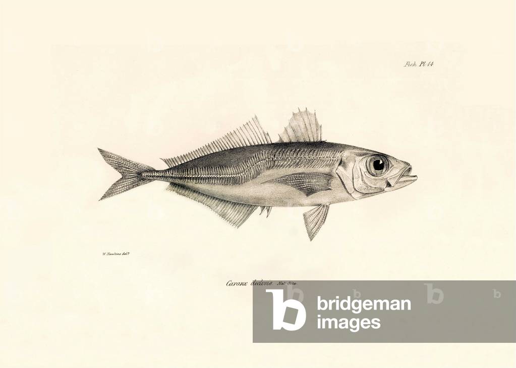 Zoology: representation of the fish “” Caranx declivis”” described by Charles Darwin during his voyage aboard the Beagle. Plate from “The zoology of the voyage of H.M.S. Beagle under the command of Captaain Fitzroy during the years 1832-1836”, 1840.