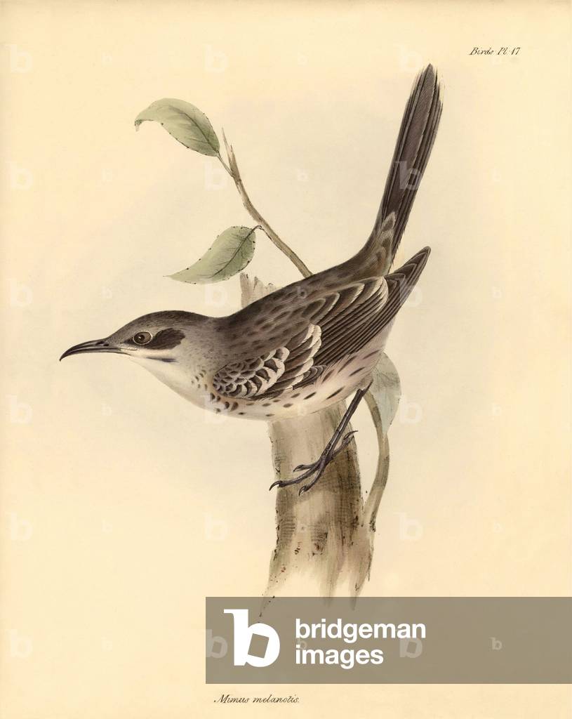 Ornithology: The “Mimus melanotis” of the mockers family described by Charles Darwin during his exploration journey aboard the Beagle. Plate from “The Zoology of the voyage of H.M.S. Beagle under the command of Captain Fitzroy during the years 1832 to 1836 edited and supervised by Charles Darwin - Part III” 1838