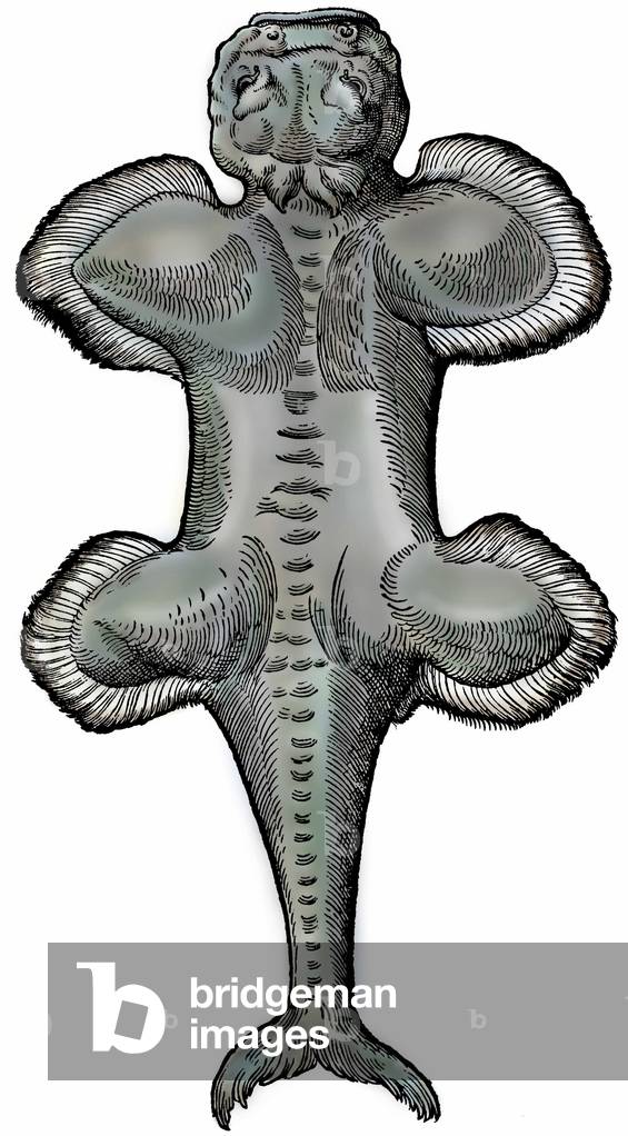 Squatina (French name: sea angel), marine creature after Konrad Gesner, 1516-1565 “” Conradi Gesneri... Historiae animalium liber IIIII which is of piscium & aquatilium animantium natura... “” apud Christoph. Froschouerum, 1553, Zurich.