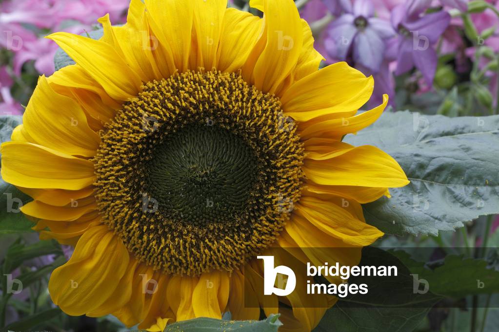 Helianthus annuus 'Sunspot' (Sunflower)