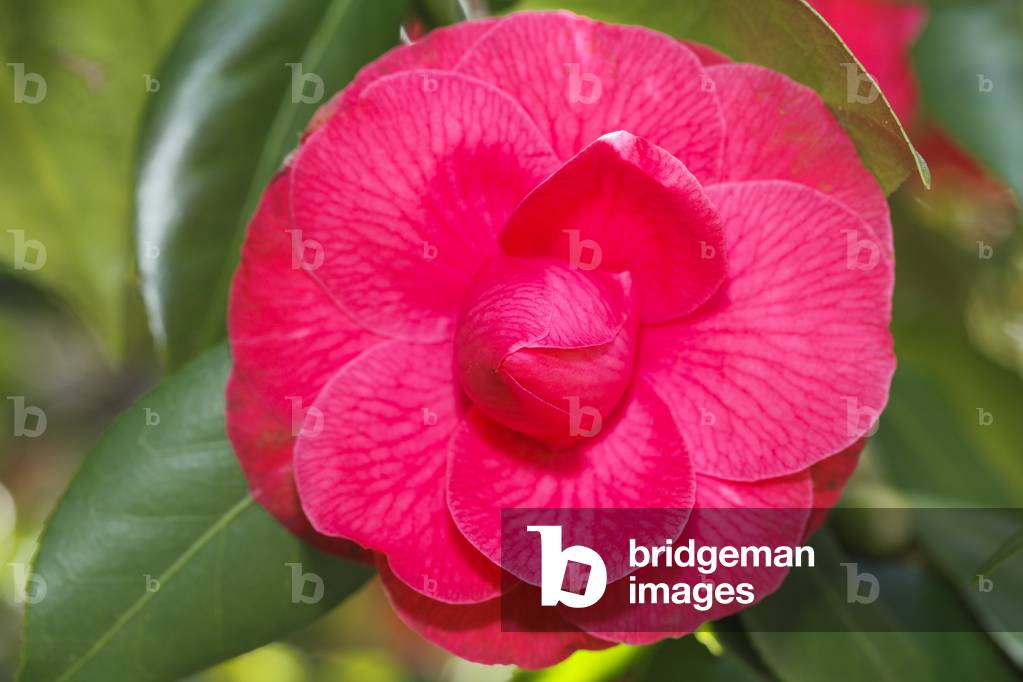 Camallia japonica.