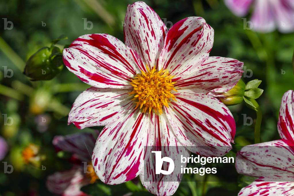 Dahlia. Garden flower
