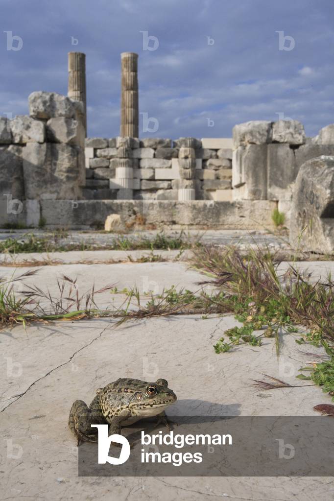Frog on the Temple of Leto-Latone (Leto Latone) symbolizing the myth of metamorphosis peasants/Letoon/Kumluova/Turkey/UNESCO Site