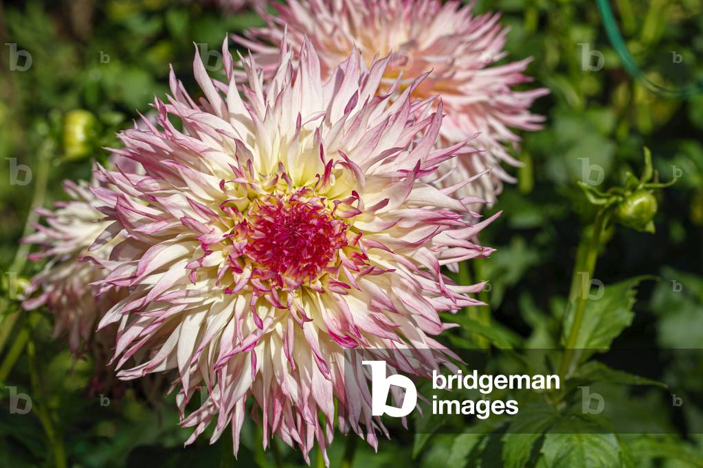 Dahlia. Garden flower