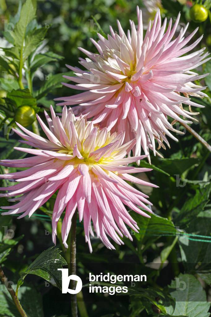 Dahlia. Garden flower