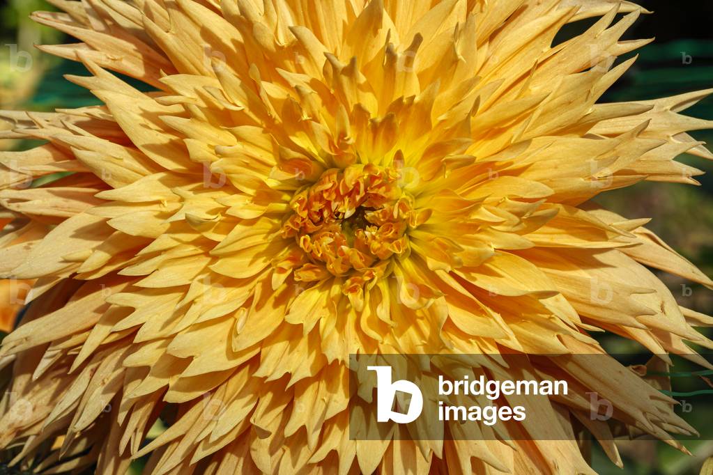 Dahlia. Garden flower
