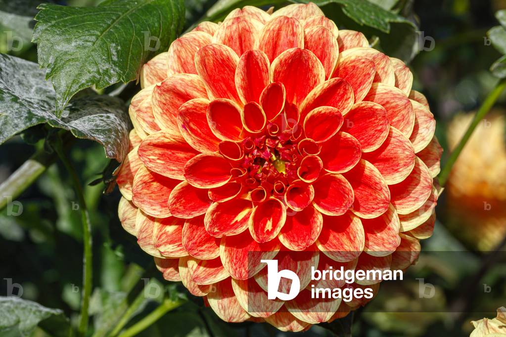 Dahlia. Garden flower