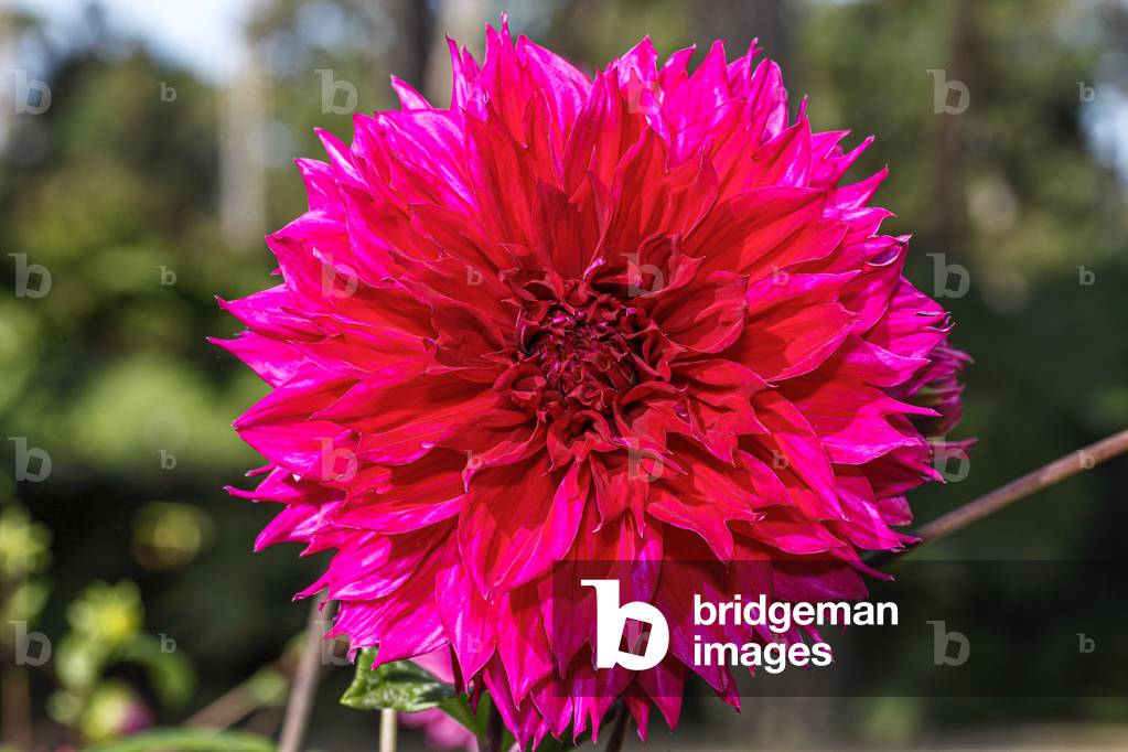 Dahlia. Garden flower