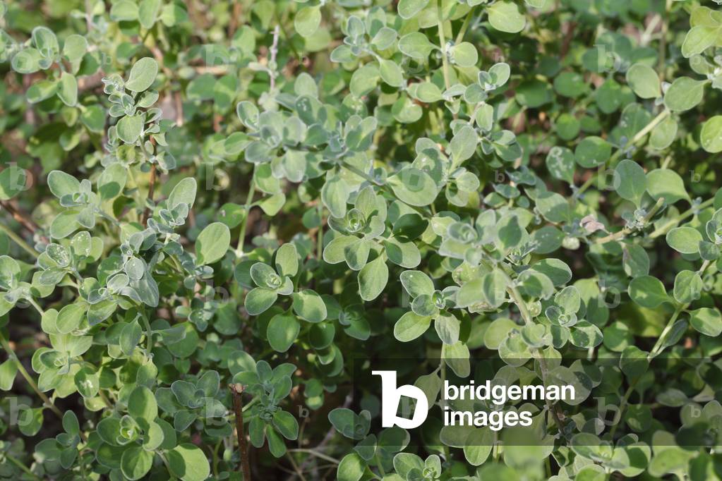 Marjoram (Origanum majorana). Plant cultivated for its aromatic leaves, either green or dry, for culinary purposes. Crete, Greece.