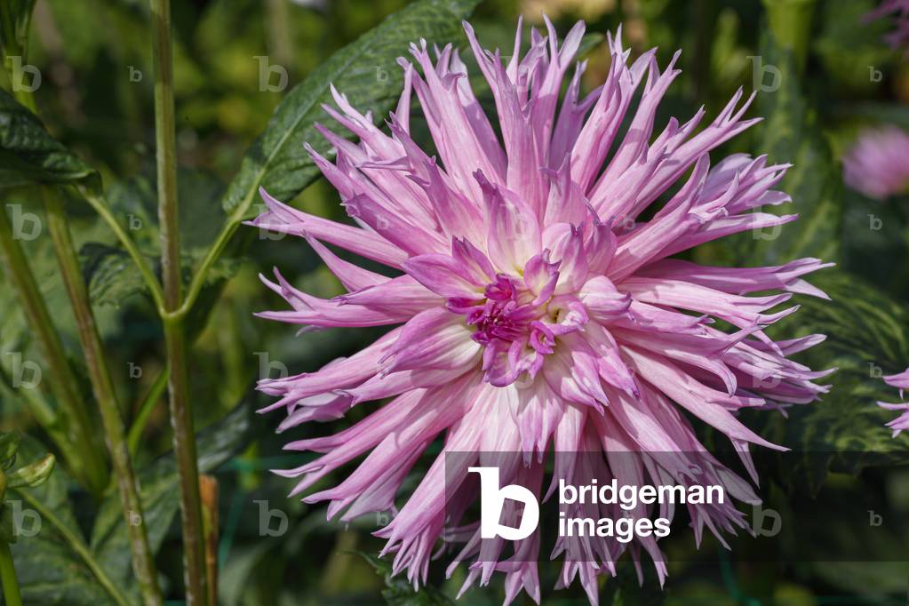 Dahlia. Garden plant