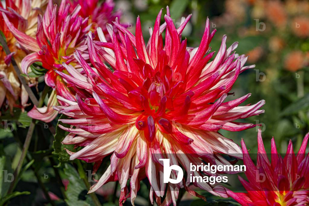 Dahlia. Garden flower