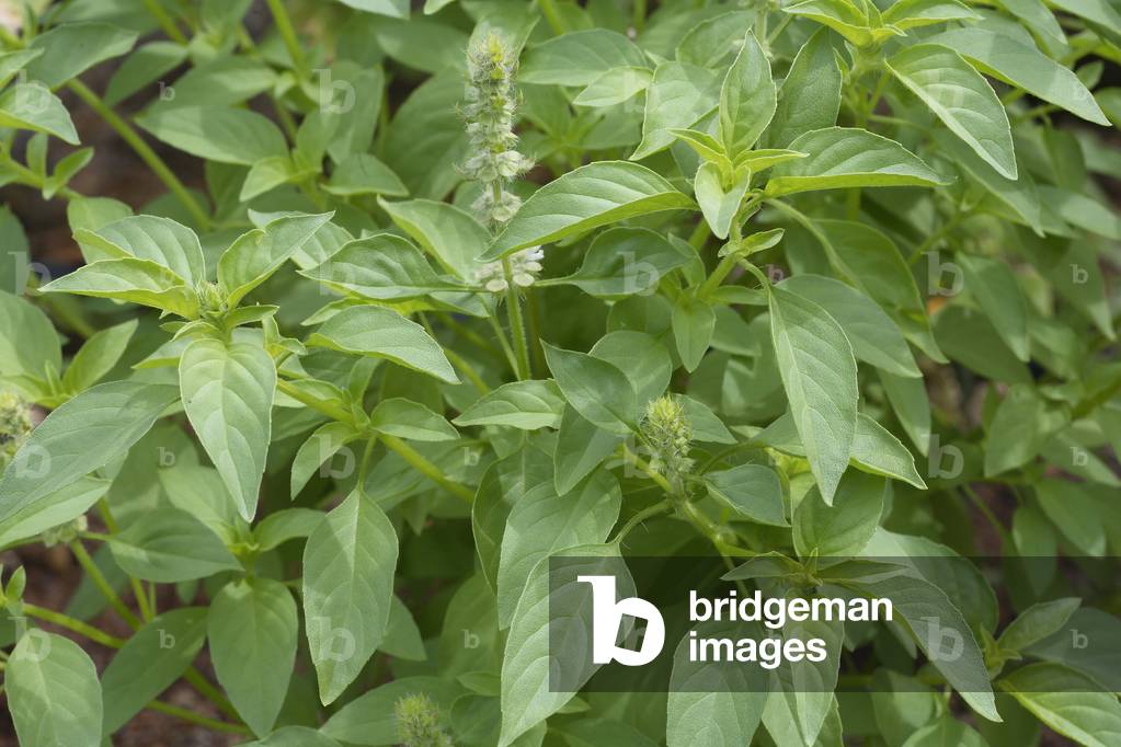 Basil 'lemon' (Ocimum basilicum 'Citriodorum'). Therophyte herbaceous plant of the family Lamiacees (labiacees, labiees), grown as an aromatic and condimental plant with a lemon taste.