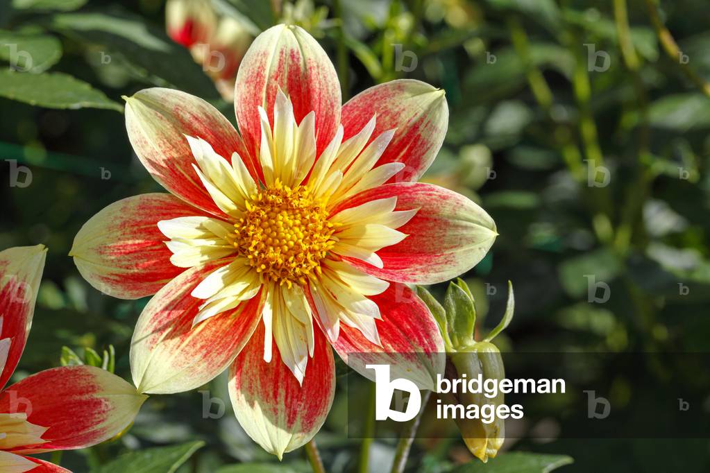 Dahlia. Garden flower