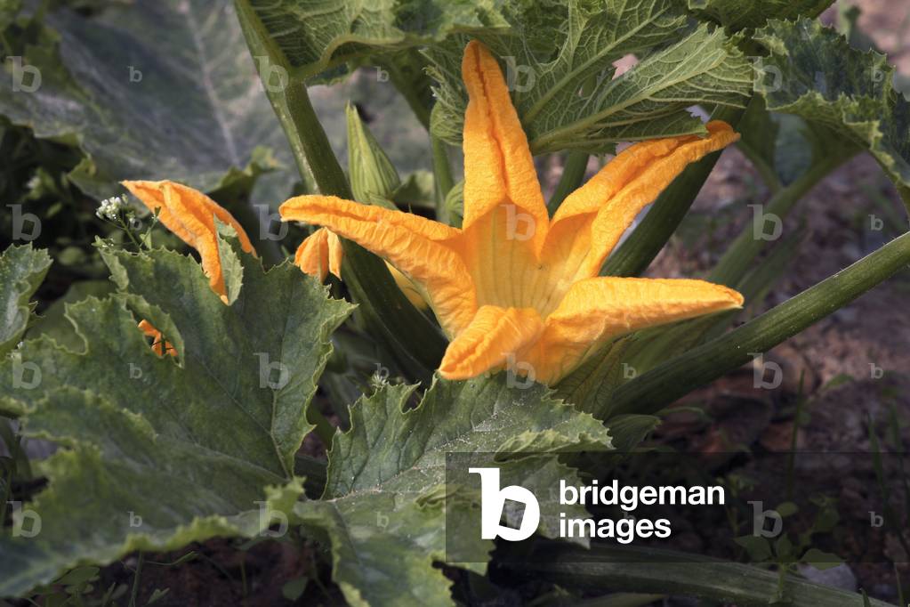 Courgette flower. Courgette flower. Cougette flower.