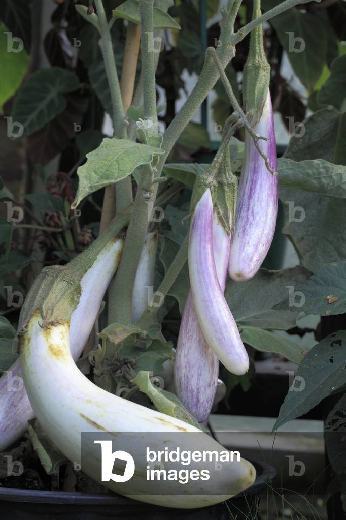 Solanum melongena 'asian bride F1', Eggplant, Vegetable.