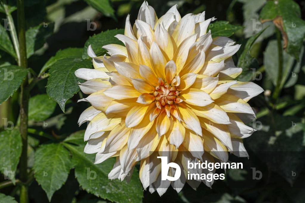 Dahlia. Garden flower