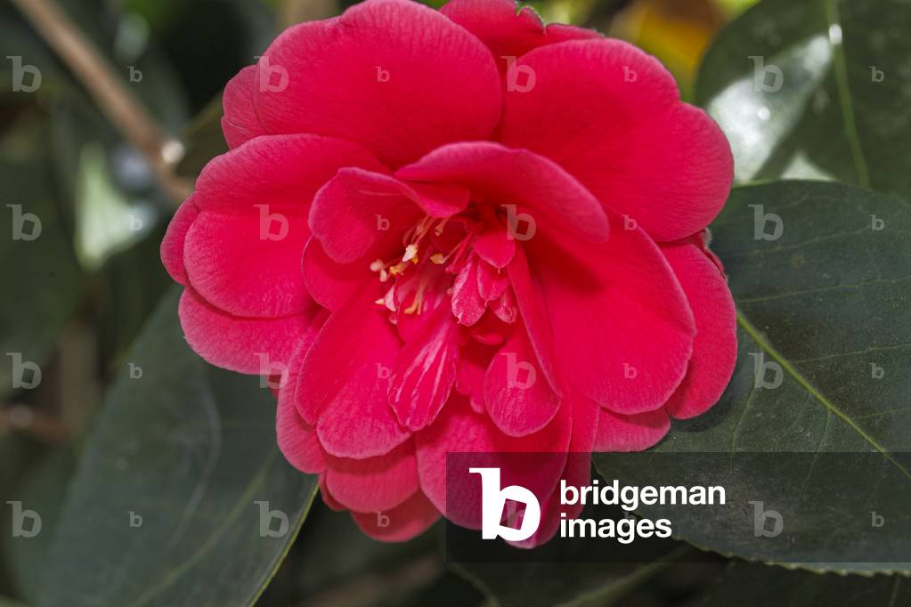 Camallia japonica.