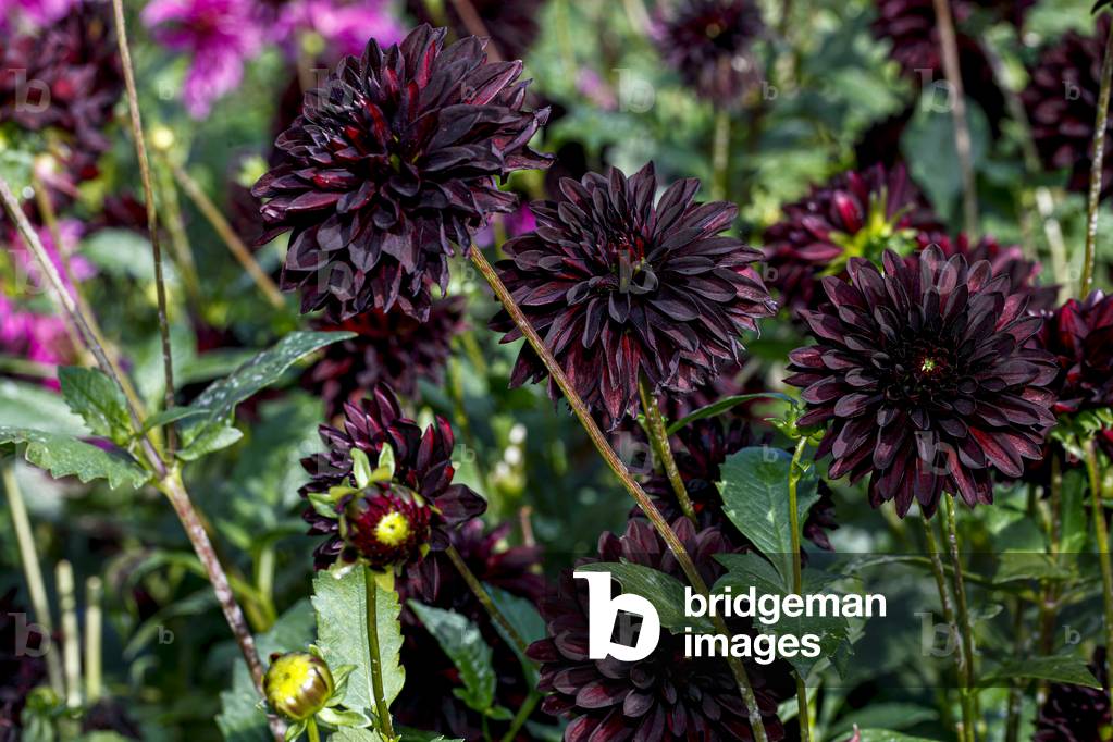 Dahlia. Garden flower