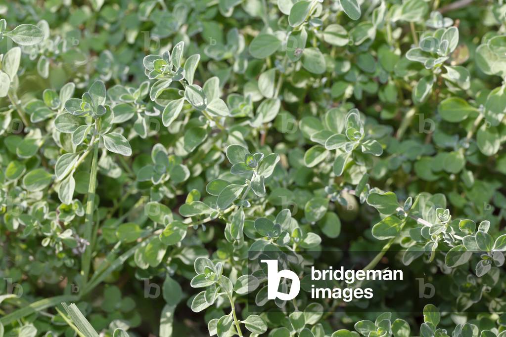 Marjoram (Origanum majorana). Plant cultivated for its aromatic leaves, either green or dry, for culinary purposes. Crete, Greece.