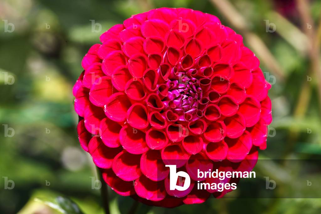 Dahlia. Garden flower